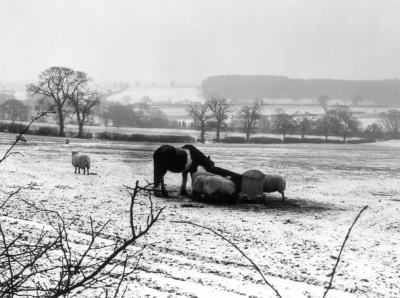 Bay Farm
A winter scene on Bay Farm, off The Ridgeway (opposite East Lodge Lane) in 1991.
Keywords: 1990s;farms;horses;sheep;snow;green belt