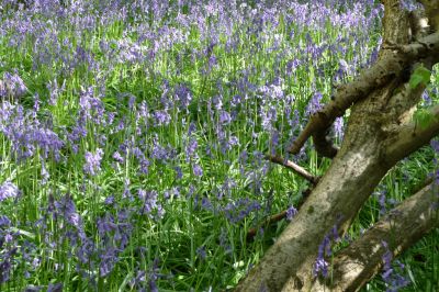 Bluebells in the Chilterns
Picture from an Enfield Society walk on 5th May 2010. 
Keywords: bluebells;flowers;flora and fauna;Chilterns