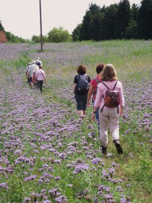 Walking through a field of unknown purple flowers
Nobody present on the walk could identify the crop, having decided it was not linseed, which has a similarly coloured flower. Does anybody know what it is?

Possibly lucerne, also known as alfalfa. This and other possibilities are discussed on a [url=http://uk.answers.yahoo.com/]"Yahoo! answers"[/url] page (you may have to log in to find it); search for [i]What is the purple flowered crop seen in British fields?[/i] That page gives it the name [i]Melilota sativa[/i] but I think that this is a mistake for [url=http://eol.org/pages/703652] [i]Medicago sativa[/i][/url] - [i]Leonard Will[/i]
Keywords: flowers;walks;flora and fauna