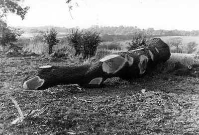 Felled oak tree
[i]Fighting for the future[/i], page 68: "A fallen giant, typical of the hundreds of sound, mature oak trees cut down on the GLC Ridgeway farms in the 1970s, despite strenuous protests by Enfield Preservation Society."
Keywords: 1970s;trees