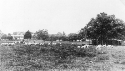 Town Park with sheep grazing
Probably early 1900s. There is an aviary round the tree on the right. Image from an undated postcard.
Keywords: 1900s;parks;trees;postcards;gateways;sheep;aviaries