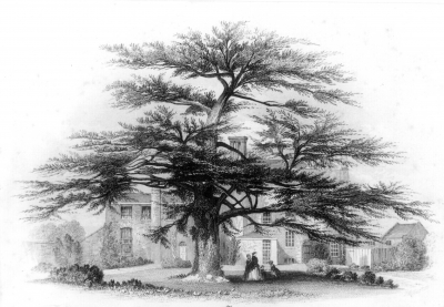 The Uvedale cedar tree at Enfield Palace
Keywords: engravings;Palace;Old Palace;trees;FP2