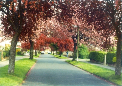 Connaught Avenue, May 1985
Keywords: roads and streets;trees;1980s