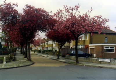 Herrongate Close, May 1995
Keywords: houses;roads and streets;trees;1980s