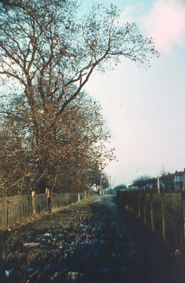 Tenniswood Road at junction with Baker Street, 1962.
Christmas day, 1962.
Keywords: 1960s;roads and streets