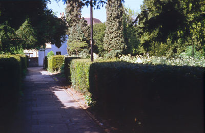 Holly Walk and churchyard hedge
Keywords: churchyards;footpaths