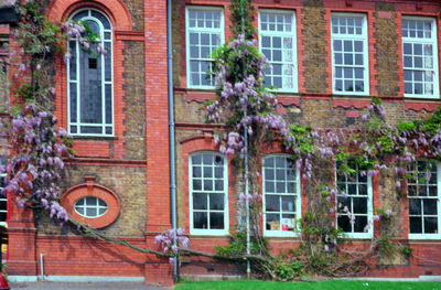 Former hospital, now housing
Wisteria growing around windows.
Keywords: hospitals;flowers