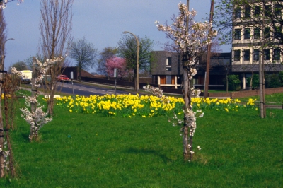 Daffodils in Carterhatch Lane
Keywords: flowers