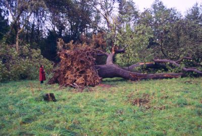 Storm damage, Chase Green, 1987
Keywords: 1980s;trees;parks