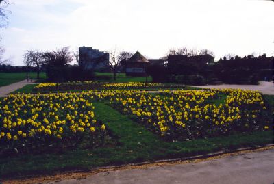 Daffodils in Ponders End recreation ground
Keywords: parks;flowers
