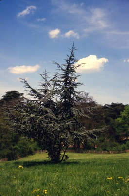 Tree, Hilly Fields
Keywords: trees