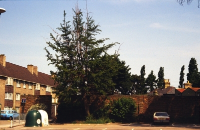 Little Park Gardens, 1983
Car park with bottle banks and ginkgo tree
Keywords: 1980s;trees;recycling;car parks