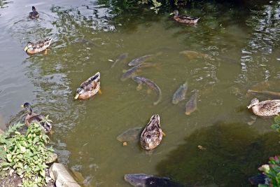 Ducks and carp
Seen on a footpath walk in Cambridge
Keywords: flora and fauna